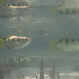 Banded Archerfish, photo 6