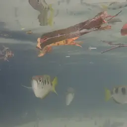 Banded Archerfish, photo 7