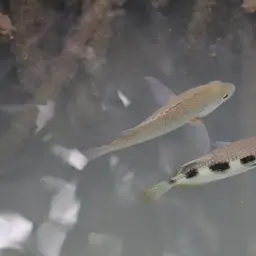 Banded Archerfish, photo 8