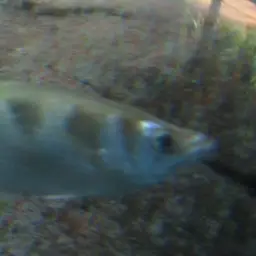Banded Archerfish, photo 9