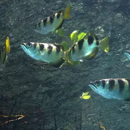Banded Archerfish, photo 10
