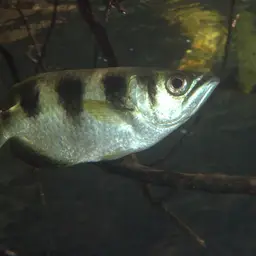 Banded Archerfish, photo 11