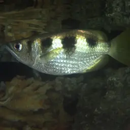 Banded Archerfish, photo 12