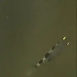 Smallscale Archerfish, photo 2