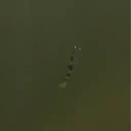 Smallscale Archerfish, photo 3