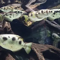 Smallscale Archerfish, photo 1