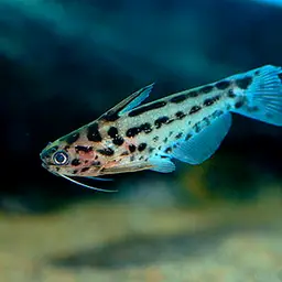 Driftwood Catfish, photo 1