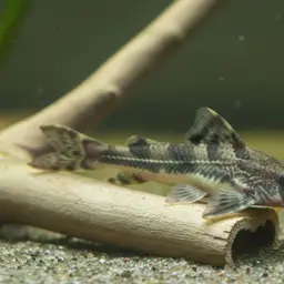 Driftwood Catfish, photo 2