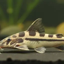 Striped Woodcat, photo 1