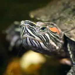 Red-eared Slider