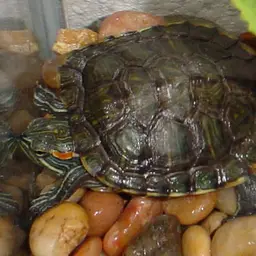 Red-eared Slider, photo 2