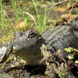Red-eared Slider, photo 3