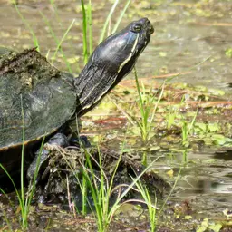 Red-eared Slider, photo 4