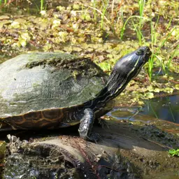 Red-eared Slider, photo 5