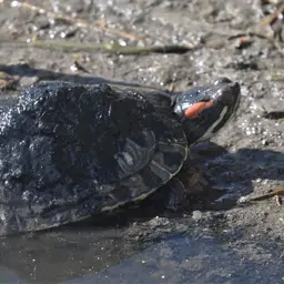 Red-eared Slider, photo 7