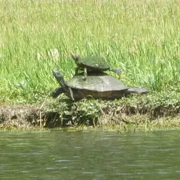 Red-eared Slider, photo 8
