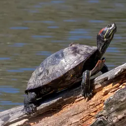 Red-eared Slider, photo 9