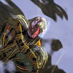Red-eared Slider, photo 12