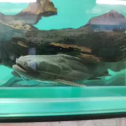 Black Catfish, photo 2