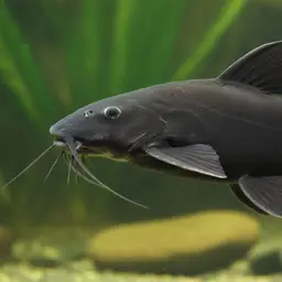Black Catfish