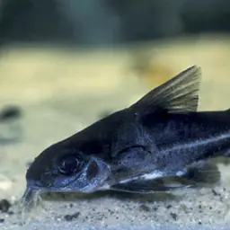 Bolivian thorny catfish