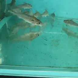Bolivian thorny catfish, photo 2