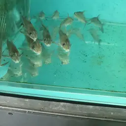 Bolivian thorny catfish, photo 3