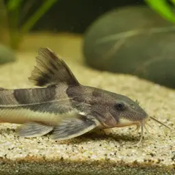 Bolivian thorny catfish, photo 4