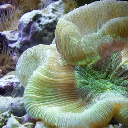 Banana Coral