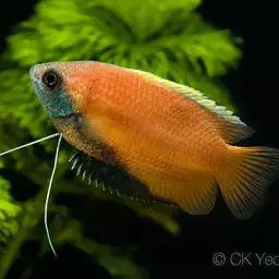 Honey Gourami, photo 1