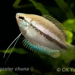Honey Gourami, photo 2