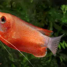 Honey Gourami, photo 3