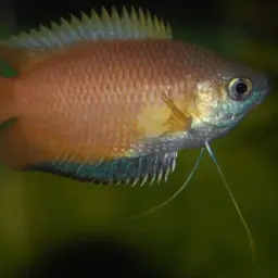 Honey Gourami, photo 4