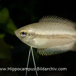 Honey Gourami, photo 5