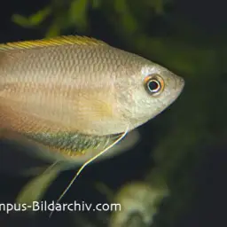 Honey Gourami, photo 6