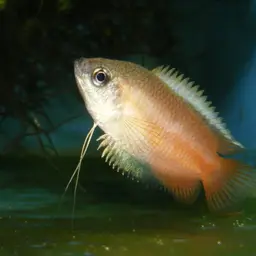 Honey Gourami, photo 7