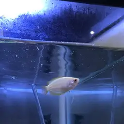 Honey Gourami, photo 8