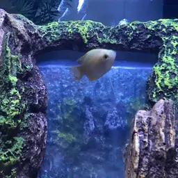 Honey Gourami, photo 9