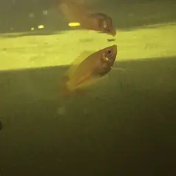 Honey Gourami, photo 10