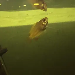 Honey Gourami, photo 11