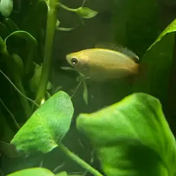 Honey Gourami, photo 12
