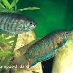 Giant Gourami, photo 1