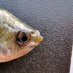 Giant Gourami, photo 4