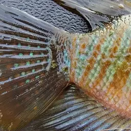 Giant Gourami, photo 6