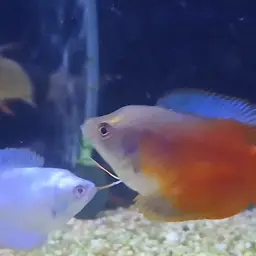 Giant Gourami, photo 8
