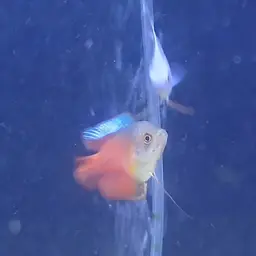 Giant Gourami, photo 10