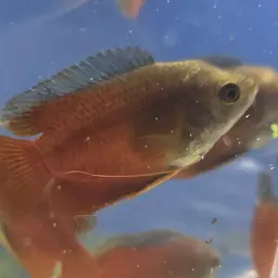 Giant Gourami, photo 11