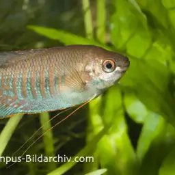 Thick-lipped gourami, photo 1