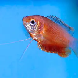 Thick-lipped gourami, photo 2