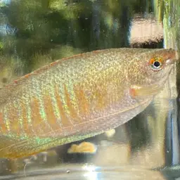Thick-lipped gourami, photo 3
